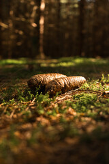 autumn in the forest