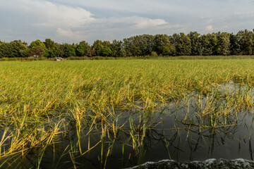 Papyrus plants at Awassa lake, Ethiopia