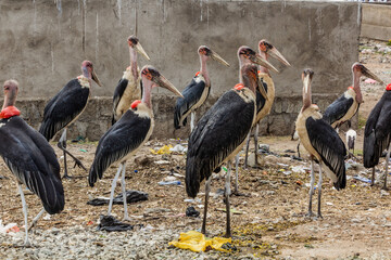 Marabou storks (Leptoptilos crumenifer) in Hawassa city near Awassa lake, Ethiopia