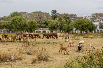 Cows in Hawassa city, Ethiopia