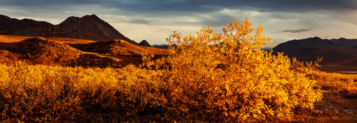 Autumn in polar tundra