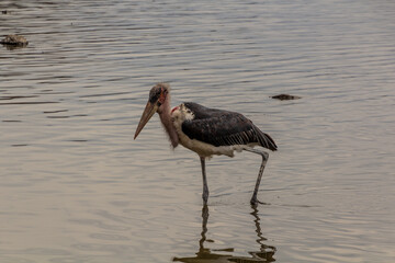 Marabou stork (Leptoptilos crumenifer) at Awassa lake, Ethiopia