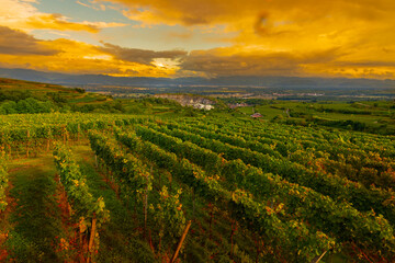 Weinberge Reben Kaiserstuhl