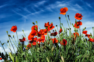 Obraz premium Amapolas en primavera