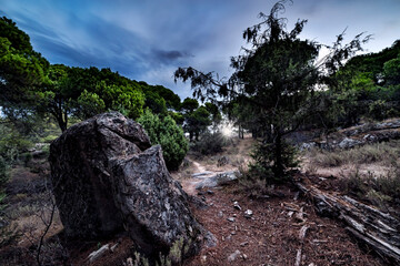 Sendero entre los pinos al amanecer