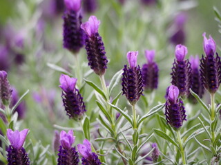 ハーブ　フレンチラベンダー