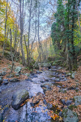 autumn colors in nature fallen leaves and flowing waterfall