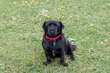 Cute small dogs petit brabancon puppy on a green grass. The Little Brabant or  petit brabançon is a small companion dog.