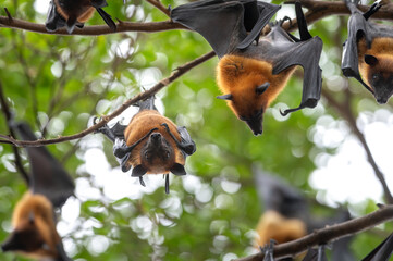 A bat is hanging upside down on a branch  (Lyle's flying fox)