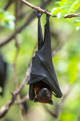 A bat is hanging upside down on a branch  (Lyle's flying fox)