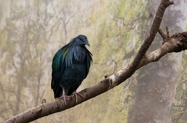 A Nicobar Pigeon, Caloenas nicobarica from Nicobar Island