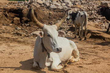 Obraz premium Herd of cows in Omo valley, Ethiopia