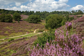 Colorful scenery with flowering heather in August on the hills of the Posbank  in National Park Veluwezoom, Rheden, Gelderland, Netherlands