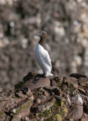 Closeup of Guillemot (Uria aalge) Wildlife animal