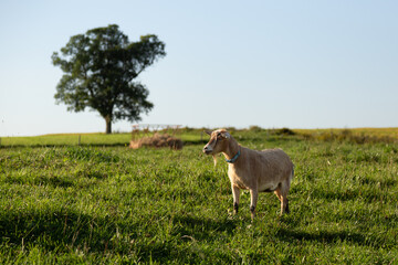 Cute pale back lit bearded goat standing in field during a late summer golden hour afternoon, Saint-Augustin-de-Desmaures, Québec, Canada