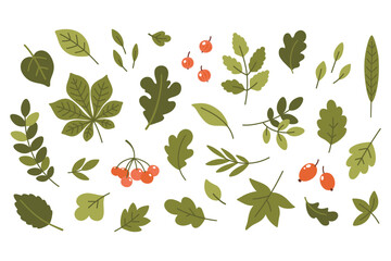 Set of vector illustrations of leaves and berries isolated on white background