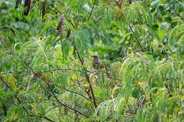 a white eared brown dove hiding on vast leaves of the tree