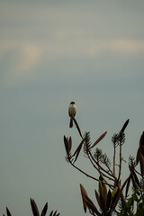 a long tailed shrike on top of the tree