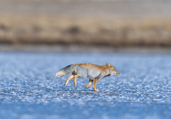 Tibetan sand fox from North Sikkim