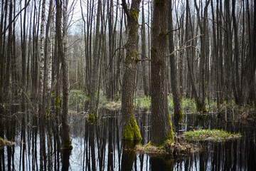 Water spills in an alder forest