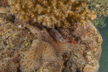 Moray eel Mooray lycodontis undulatus in the Red Sea, Eilat Israel
