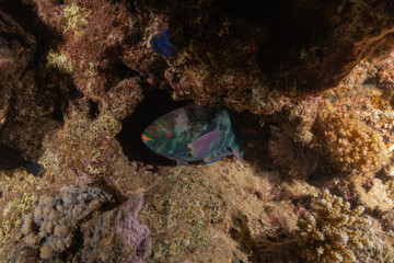 Fish swimming in the Red Sea, colorful fish, Eilat Israel
