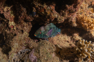 Fish swimming in the Red Sea, colorful fish, Eilat Israel
