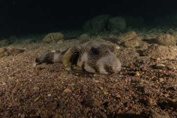 Obraz premium Fish swimming in the Red Sea, colorful fish, Eilat Israel 