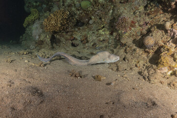 Naklejka na ściany i meble Moray eel Mooray lycodontis undulatus in the Red Sea, Eilat Israel 