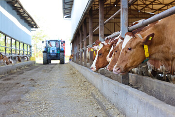 Dairy farm - feeding cows in cowshed, tractor and feed mixer moving in the middle of the barn