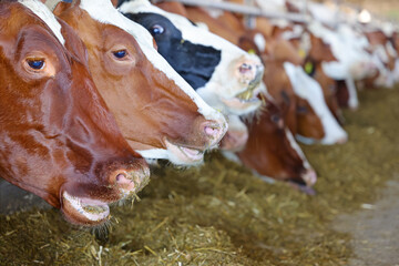 Dairy farm - feeding cows in cowshed, close up of simmental and holstein cattle