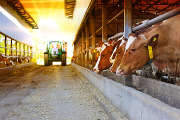 Dairy farm - feeding cows in cowshed, tractor and feed mixer moving in the middle of the barn at sunset