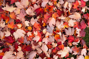 Texture of bright autumn leaves in red and orange and pink