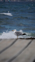 Seagull next to the waves