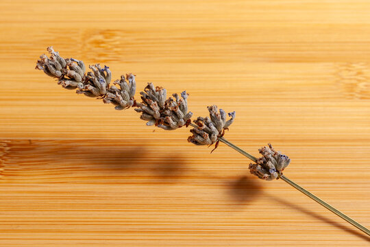a single dried English lavender on a wooden bamboo board