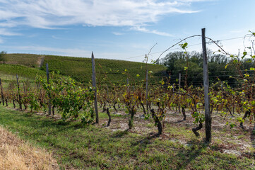 Fototapeta na wymiar an Italian vineyard