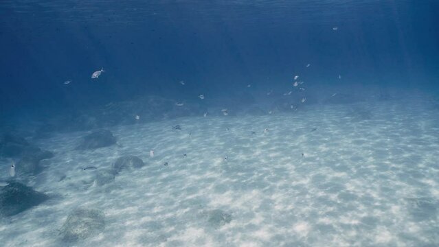 Underwater shot of fish swimming in the crystal clear water in Sardegna, Italy