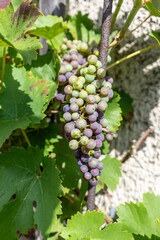 Abundant Harvest: Ripe, Organic Grapes in a Vineyard