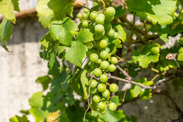 Fototapeta premium Abundant Harvest: Ripe, Organic Grapes in a Vineyard