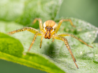 Spinne