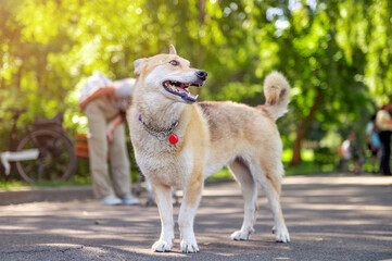 Naklejka na ściany i meble Sad dog in the park. Stray dog on a summer day. Waiting for adoption