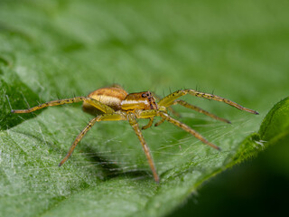 Spinne