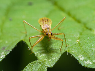 Spinne