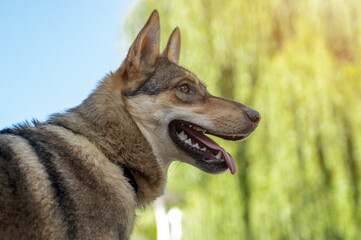 Fototapeta premium Sad dog in the park. Stray dog on a summer day. Waiting for adoption