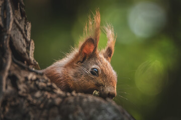 Fressendes Eichhörnchen versteckt im Baum