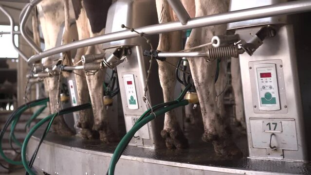 Machine milking of cows. Dairy farm. Progressive dairy farm. close-up