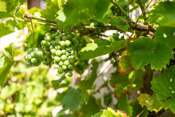Fototapeta na wymiar Abundant Harvest: Ripe, Organic Grapes in a Vineyard