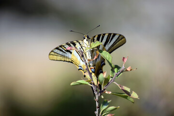 mariposa de frente