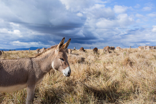 donkey herd in sunlit paddock with dark clouds behind on Australian farm