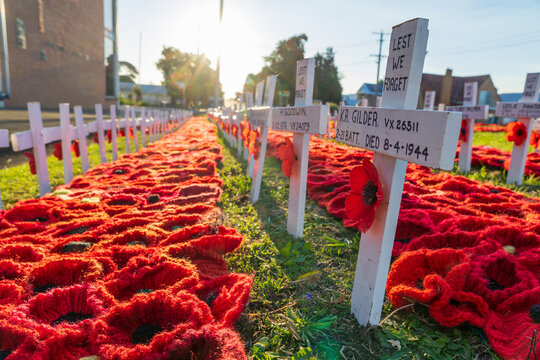 Low angled view of rows of crocheted red poppies and white crosses for memorial
